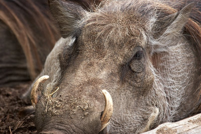 Wart Hog