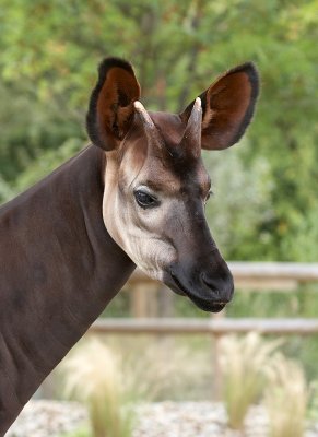 Okapi