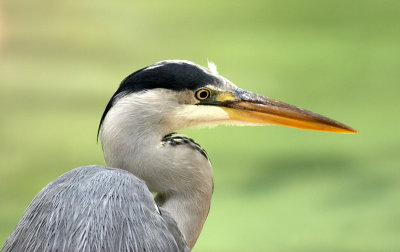 Heron