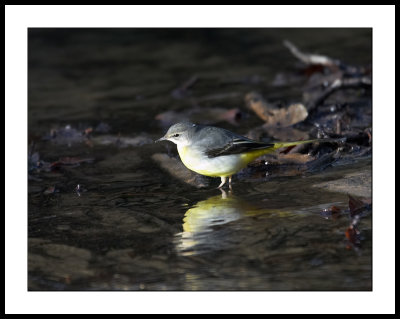 Grey wagtail on the riverbank