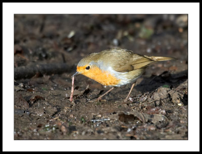 Robin pulling up worm