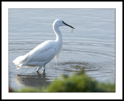 Egret catching fish