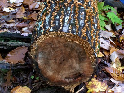 Fungii on tree stump