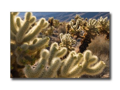 <b>Cholla Cactus Garden</b><br><font size=2>Joshua Tree Natl Park, CA