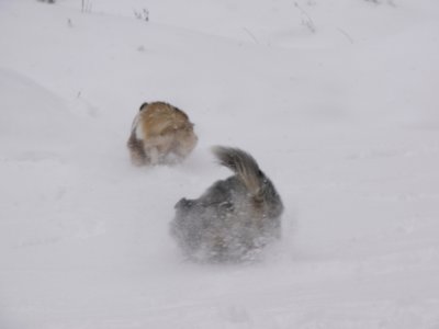 Puppies snow day