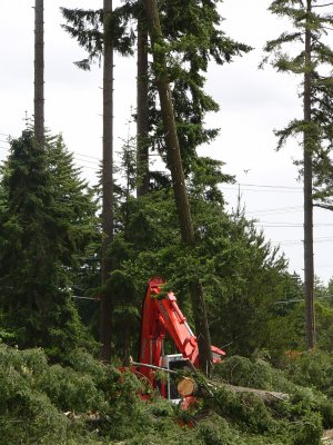 Feller buncher demo