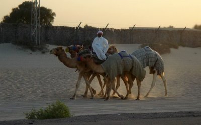 Camels & the keeper