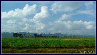 Rice fields of Vietnam