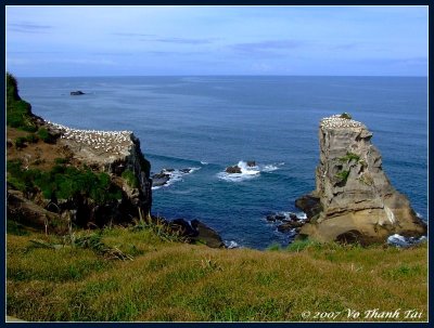 Gannet Colony at Muriwai