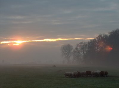 Saamhorige Schapen