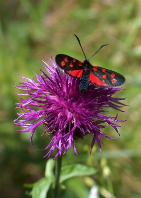 Vlinder en bloem