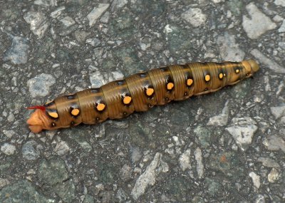 Rups met stekel