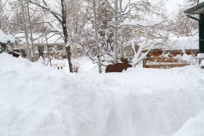 Thursday Noon Moose.JPG