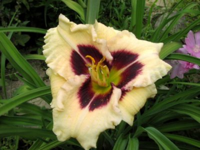 July11_daylily.jpg