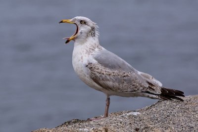 Brittany Seagull3.jpg