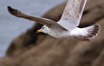 Brittany Seagull4.jpg