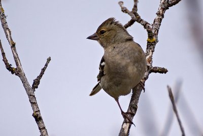 g6/71/514471/3/149967035.T6FyZBCs.jpg