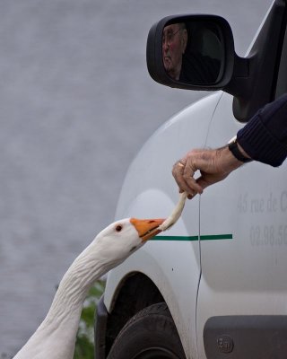 Brittany Geese_4.jpg