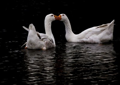 Brittany Geese_5.jpg