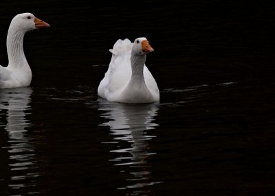 Brittany Geese_6.jpg
