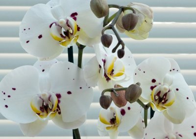 May Orchid2.jpg