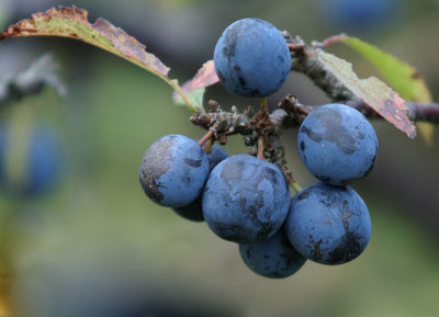 sloes1.jpg