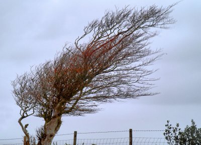 Windy tree, Prewley.jpg