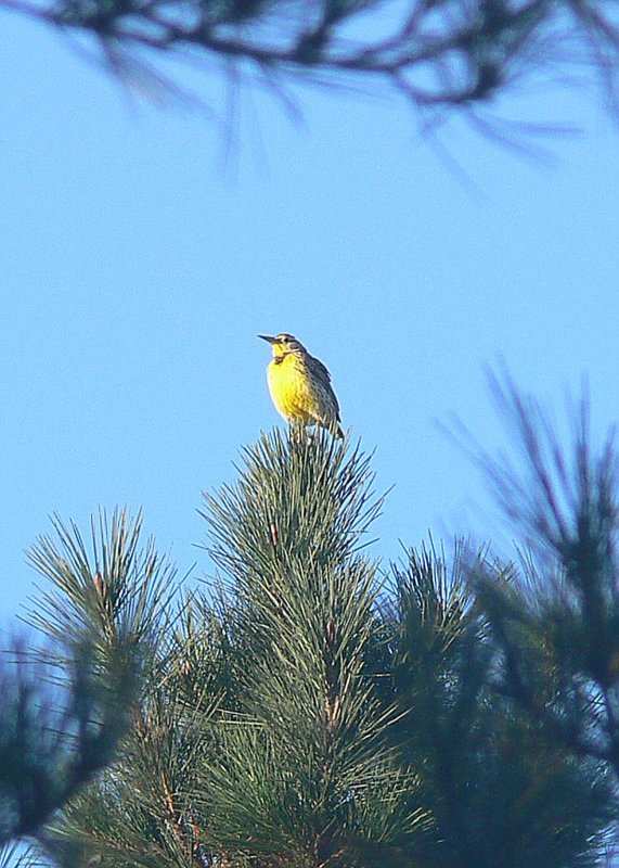 Western Meadowlark
