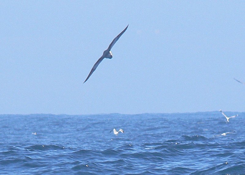 Black-footed Albatross