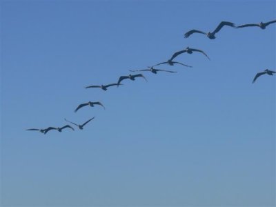 Brown Pelicans