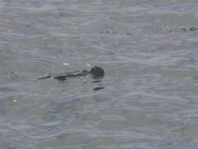 Sea Otter Doing Backstroke