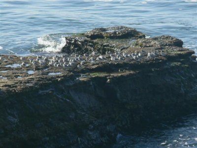 Shorebirds and Gulls