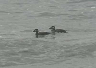 Surf Scoters