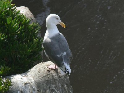 Western Gull