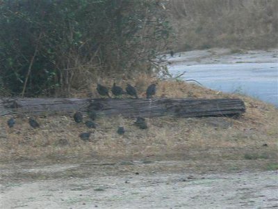 California Quail Family