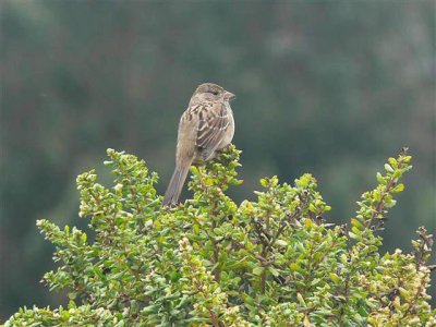 Golden-crowned Sparrow