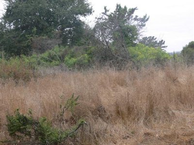 Natural Bridges Habitat