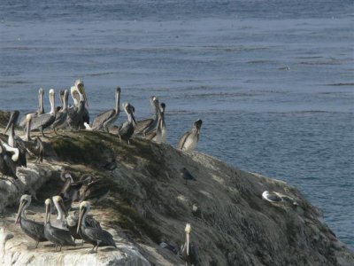 Brown Pelicans