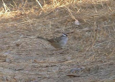 White-crowned Sparrow