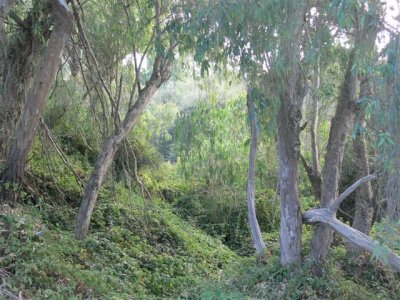 Woods at Natural Bridges