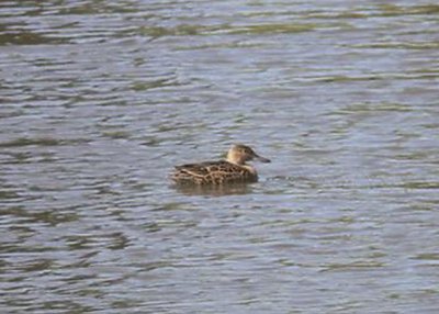 Cinnamon Teal at Neary Lagoon