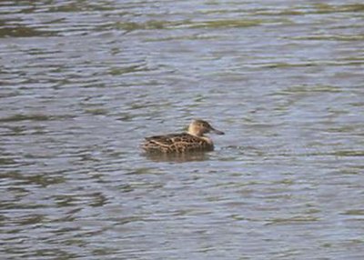 Cinnamon Teal at Neary Lagoon