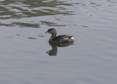 Pied-billed Grebe