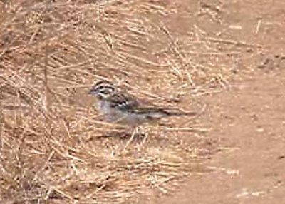 Lark Sparrow at Antonelli