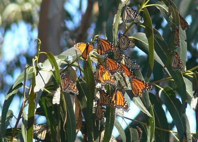 Butterflies at Lighthouse Field