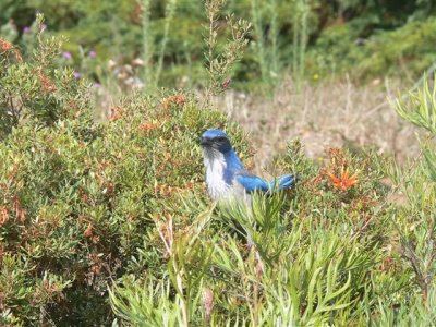 Western Scrub-jay