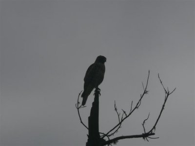Dark Red-tail at Lighthouse Field