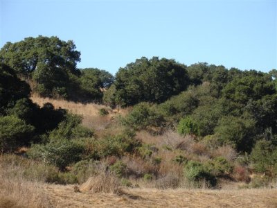 Wilder Ranch Habitat