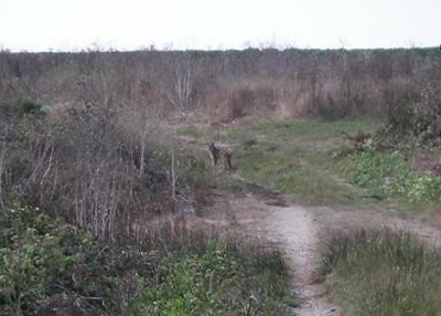 Early Morning Bobcat at Wilder