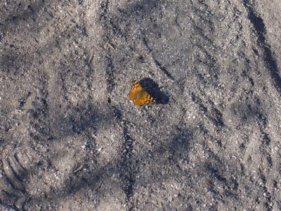 Butterfly (Lady) at Wilder